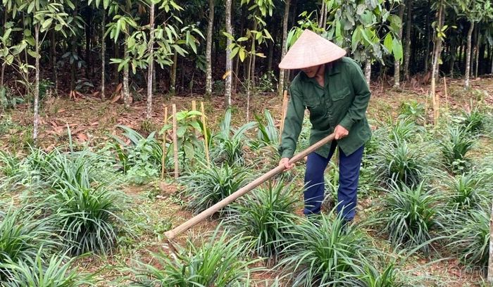 Gia đình bà Trần Thị Hiền mở rộng diện tích trồng mạch môn dưới tán rừng sau khi mô hình bước đầu mang lại hiệu quả kinh tế.