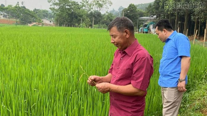 Chủ tịch Hội Nông dân xã Bảo Ái Sạch Văn Mùi cùng hội viên thăm đồng, nắm bắt tình hình sản xuất.