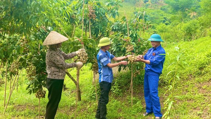 Nhãn trĩu quả tại nhà vườn Minh Hiên, tổ dân phố 7, phường Trung Tâm.