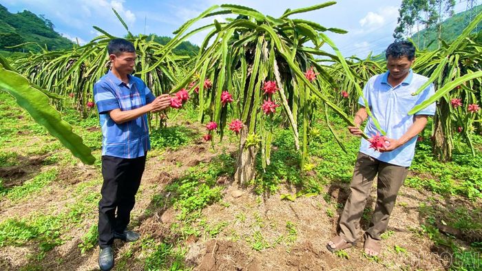 Nhà vườn Giang Hồng chăm sóc thanh long đang vào vụ thu hoạch.