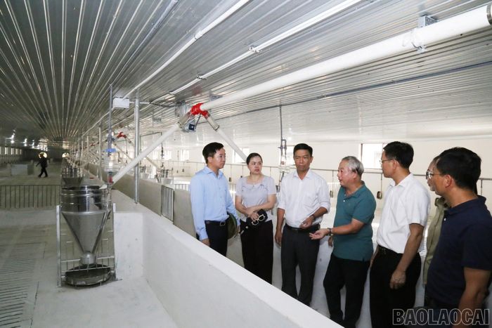 Đoàn công tác kiểm tra tiến độ hoàn thiện trang trại chăn nuôi lợn thương phẩm của Công ty TNHH Thương mại và Xuất nhập khẩu Minh Anh.