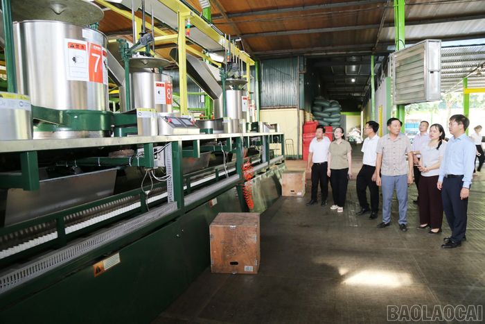 Phát triển chăn nuôi, chế biến nông, lâm sản và gia vị theo chuỗi giá trị là động lực thúc đẩy tăng trưởng của ngành nông nghiệp.