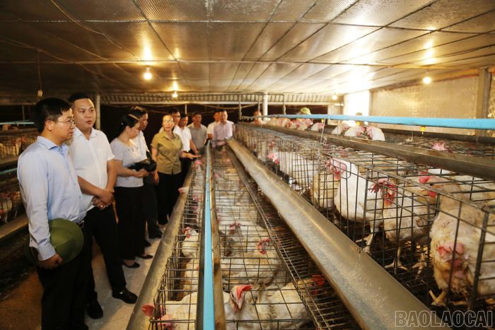 Trang trại chăn nuôi gà thịt ứng dụng quy trình an toàn sinh học, góp phần nâng cao hiệu quả sản xuất.