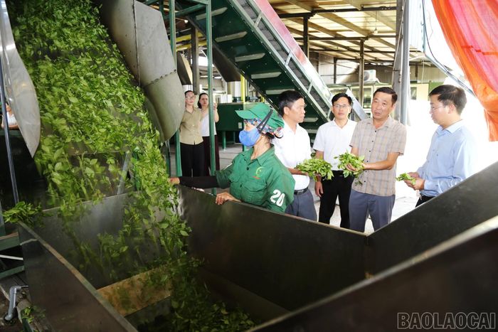 Dây chuyền chế biến chè xuất khẩu của Công ty Cổ phần Phong Hải góp phần nâng cao giá trị sản phẩm chè địa phương.