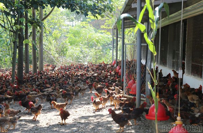 Đoàn công tác kiểm tra mô hình chăn nuôi gà thịt quy mô 50.000 con/lứa của gia đình anh Phạm Văn Quyết tại xã Xuân Quang.