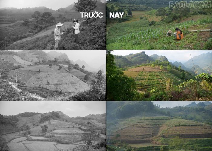 Hiệu quả cải tạo đất có sự so sánh qua từng năm.