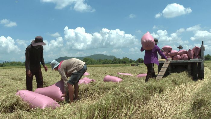 Bà con nông dân xã Hàm Thuận thu hoạch lúa vụ Đông Xuân