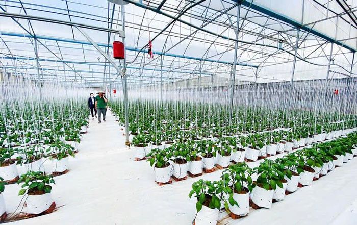 Xã Đơn Dương định hướng phát triển kinh tế theo hướng nâng cao giá trị