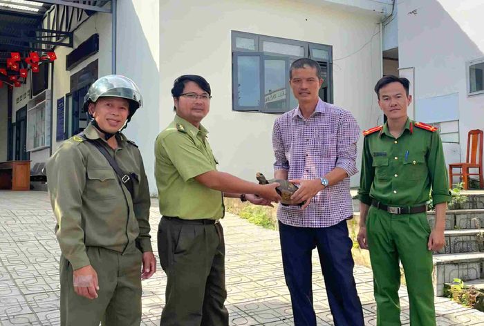 Người dân giao nộp cá thể rùa núi vàng quý hiếm cho cơ quan chức năng xã Bảo Lâm 2 (Ảnh: Công an xã Bảo Lâm 2)