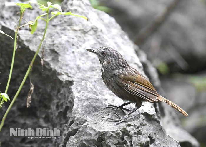 Khướu đá hoa - Loài chim nhỏ chuyên biệt hệ karst thích nghi hoàn hảo với môi trường sống trên các vách đá vôi tai mèo hiểm trở. Ảnh: Bùi Đức Tiến