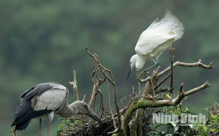 Cò trắng và Cò nhạn làm tổ, sinh sản trên các cành cây phản ánh môi trường tự nhiên nguyên vẹn và nguồn thức ăn dồi dào. Ảnh: Đỗ Doãn Hoàng