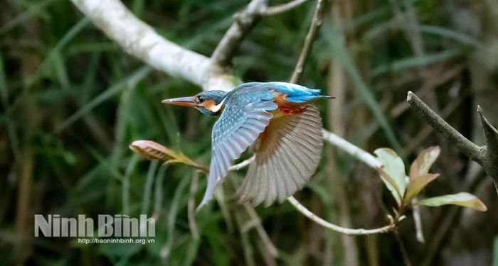 Khoảnh khắc chim Bồng chanh (Alcedo atthis) chao cánh tìm bắt cá. Ảnh: Đỗ Doãn Hoàng