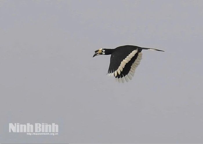 Cao cát bụng trắng (hay còn gọi là Cao cát phương đông, tên khoa học: Anthracoceros albirostris) - Một loài chim hoang dã thuộc họ Hồng hoàng, nằm trong Nhóm IIB Danh mục thực vật rừng, động vật rừng nguy cấp, quý, hiếm. Ảnh: Bùi Đức Tiến