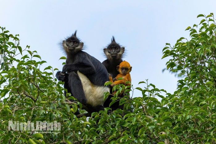 Gia đình Voọc mông trắng (Trachypithecus delacouri) sinh trưởng tự nhiên tại khu vực Đảo Ngọc, thành tựu bảo tồn nổi bật minh chứng cho nỗ lực bảo tồn tại Tràng An. Ảnh: Ngọc Linh