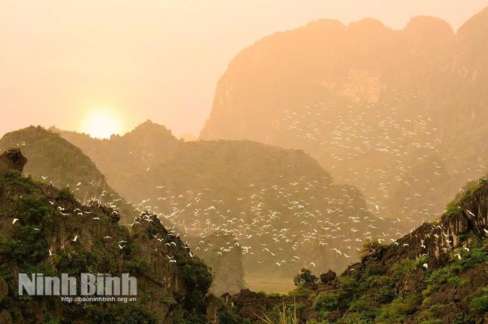 Hàng ngàn cá thể chim nước trên các vách núi đá vôi Tràng An. Ảnh: Ngọc Linh