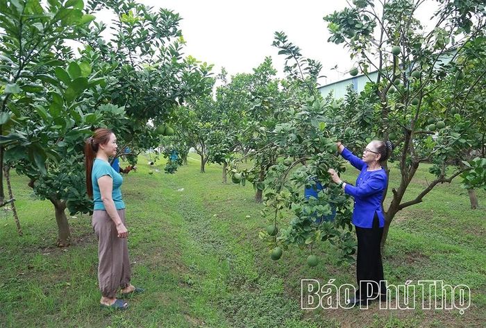 Người cao tuổi xã Phùng Nguyên phát huy vai trò “tuổi cao gương sáng”, hỗ trợ con cháu chăm sóc vườn bưởi Diễn, góp phần phát triển kinh tế gia đình.