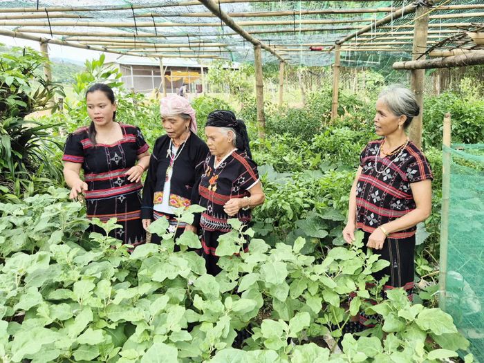 Bà Hồ Thị Vân (thứ hai, từ phải sang) chia sẻ kinh nghiệm trồng trọt, hướng dẫn phụ nữ thôn A Ngo phát triển kinh tế gia đình - Ảnh: K.S