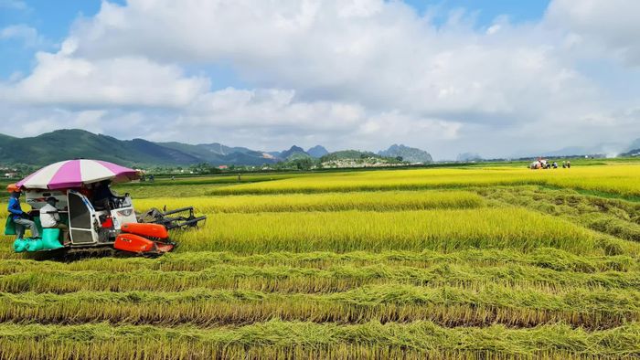 Mùa vàng trên cánh đồng sản xuất lúa hữu cơ ST25 ở xã Nam Ba Đồn - Ảnh: L.Chi 