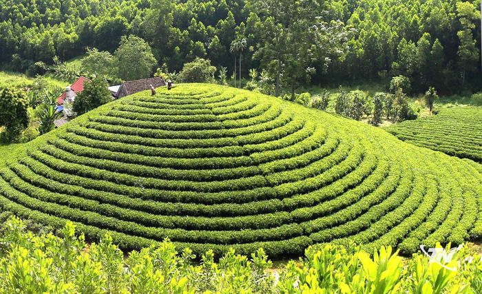 Những nương chè truyền thống 