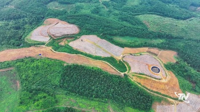 Toàn cảnh vùng nguyên liệu chè hữu cơ 300ha của Công ty CP Chè Quân Chu đang được thực hiện đúng quy chuẩn.