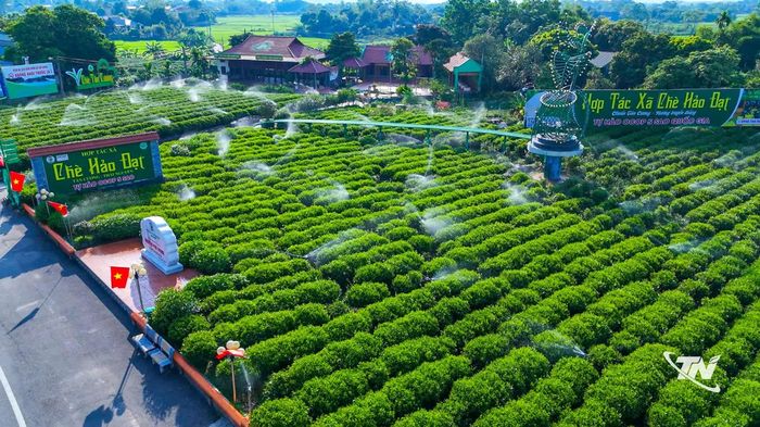 Ứng dụng công nghệ tưới hiện đại giúp HTX chè Hảo Đạt chủ động nguồn nước, phát triển vùng nguyên liệu bền vững.