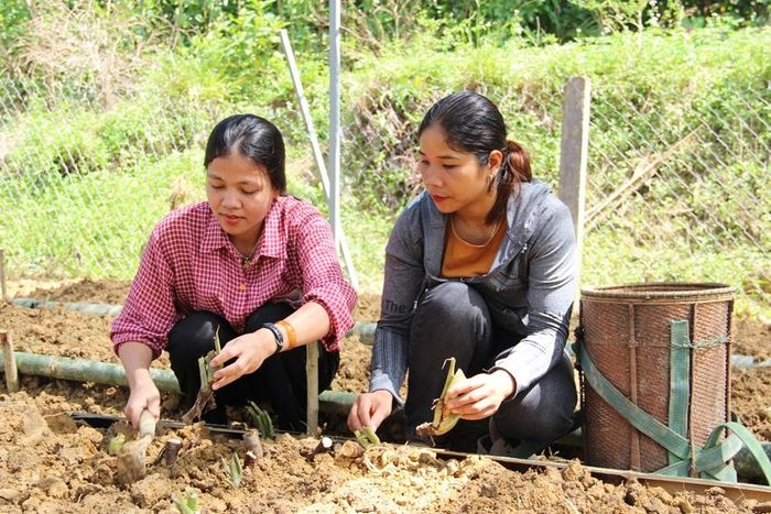Mô hình kinh tế bền vững dựa vào cộng đồng của Công ty Liên Minh Xanh đang được triển khai ở nhiều địa phương