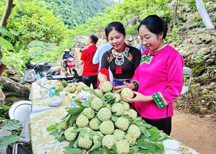 Chương trình nhằm đẩy mạnh quảng bá, truyền thông, xúc tiến, nâng cao giá trị, mở rộng thị trường tiêu thụ sản phẩm na của Thái Nguyên. Ảnh: Đồng Văn Thưởng