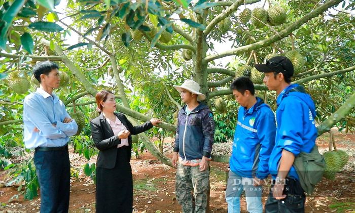 Chính phủ vừa ban hành Nghị quyết đơn giản hóa thủ tục hành chính về mã số vùng trồng, mã số cơ sở đóng gói. Ảnh: Công Nam
