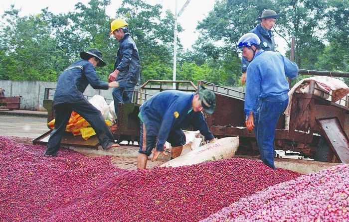 Các HTX thúc đẩy chuẩn hóa sản xuất, nâng chất lượng nguyên liệu, phát triển tài sản trí tuệ và giá trị hạt cà phê Gia Lai.
