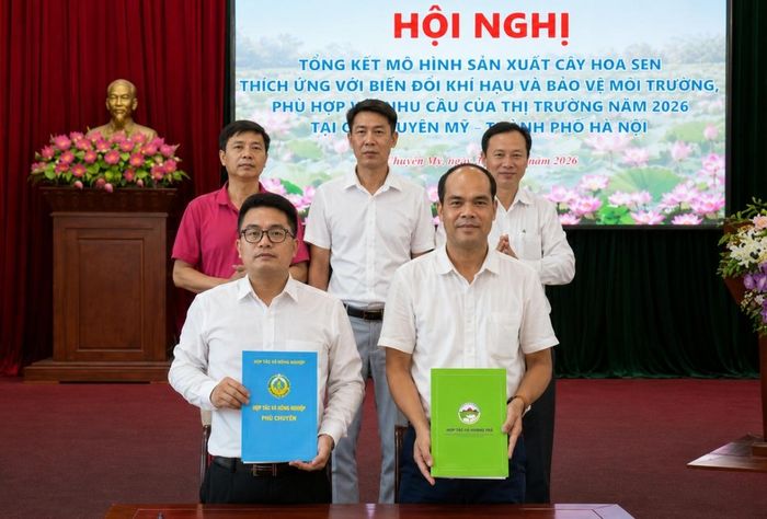 lễ ký kết hợp tác tiêu thụ sản phẩm đã diễn ra giữa Hợp tác xã Hoàng Trà và Hợp tác xã Nông nghiệp Phú Chuyên. Theo nội dung ký kết, Hợp tác xã Hoàng Trà sẽ thu mua toàn bộ hoa sen Bách Diệp hồng do Hợp tác xã Nông nghiệp Phú Chuyên sản xuất với giá 3.000 đồng/bông.