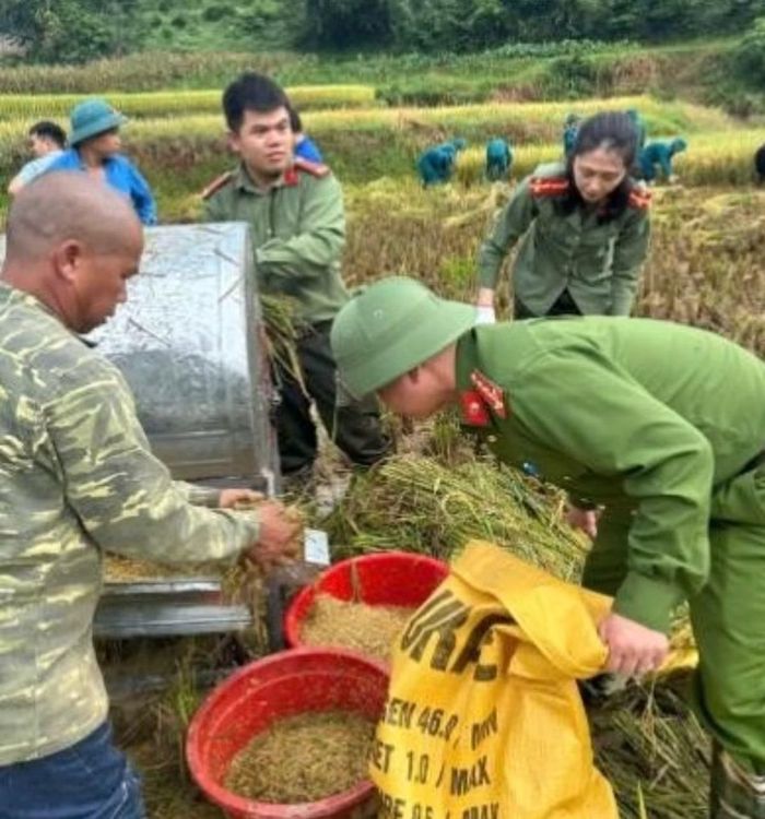 Công an xã Cao Lộc giúp gia đình chính sách gặt lúa chạy bão.