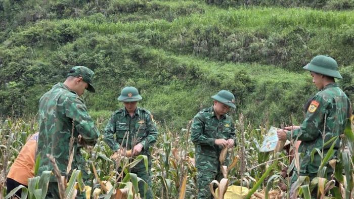Cán bộ, chiến sĩ giúp đỡ các hộ gia đình có hoàn cảnh khó khăn thu hoạch nông sản.