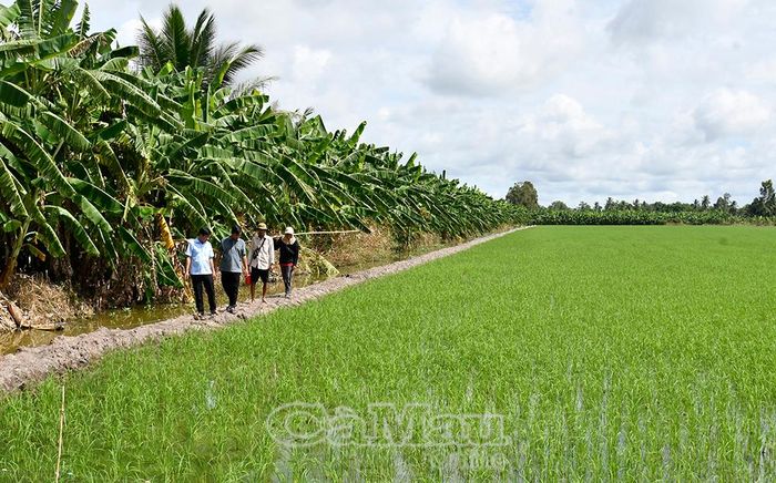 Anh Nguyễn Tấn Thành (thứ hai từ trái sang) cùng cán bộ nông nghiệp xã khảo sát các cánh đồng lúa hữu cơ tại địa phương, nơi cung cấp nguồn rơm rạ sạch làm nguyên liệu thô đầu vào cho mô hình.