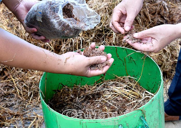 Trại nấm rơm trong nhà bạt quy mô 220 m² được vận hành và theo dõi bài bản theo đúng quy trình kỹ thuật.