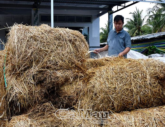 Thạc sĩ Nguyễn Tấn Thành kiểm tra kỹ lưỡng độ ẩm và chất lượng rơm nguyên liệu trước khi đưa vào nhà bạt canh tác.