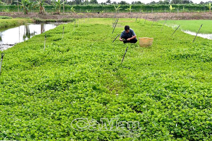 Bã rơm mục sau thu hoạch nấm được anh Thành biến thành nguồn phân hữu cơ để trồng rau màu, khép kín chu trình tuần hoàn không chất thải trong sản xuất.