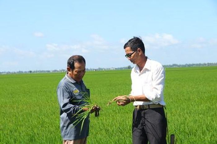 Khi gieo sạ đúng mật độ và áp dụng đầy đủ quy trình kỹ thuật, cây lúa khỏe hơn và ít sâu bệnh