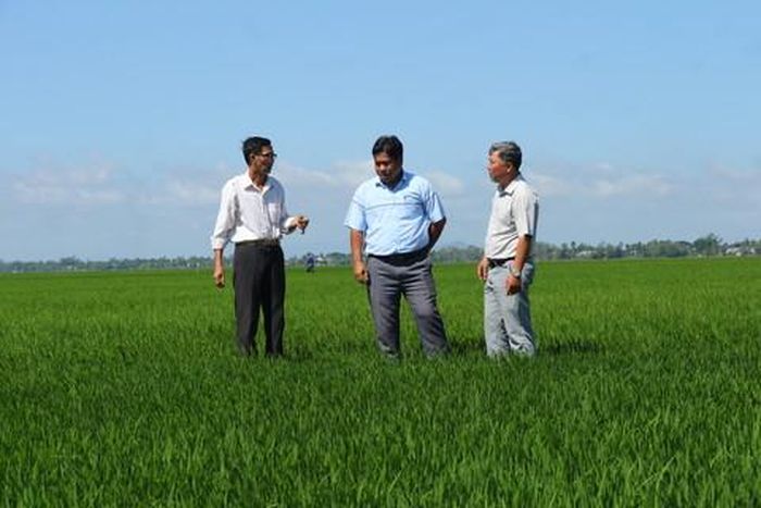 Canh tác lúa theo Đề án, nông dân thu lợi nhuận cao, chi phí giảm đáng kể