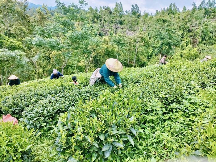  Toàn bộ 1 ha chè của gia đình chị Vi Thị Thắm, xóm Nà Roác 2, xã Bạch Đằng được chăm sóc theo quy trình sản xuất hữu cơ. 