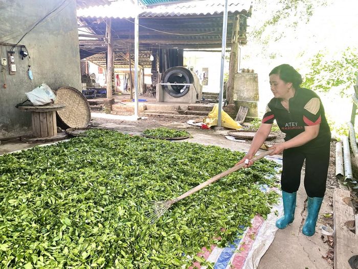  Gia đình chị Vi Thị Thắm, xóm Nà Roác 2, xã Bạch Đằng mỗi năm chế biến được khoảng 4 tạ chè thành phẩm, mang lại doanh thu 80 triệu đồng. Ảnh Quốc Sơn. 