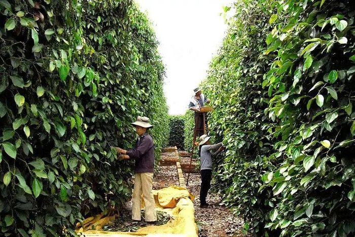 Việc kiểm soát thuốc bảo vệ thực vật ngay từ khâu sản xuất là yếu tố quyết định để đáp ứng các tiêu chuẩn xuất khẩu sang EU và Mỹ