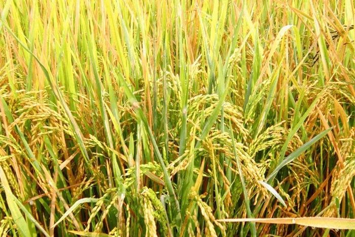 Giá lúa tươi trong nước hôm nay 31/7 đồng loạt tăng. (Ảnh minh họa: Người Quan Sát)