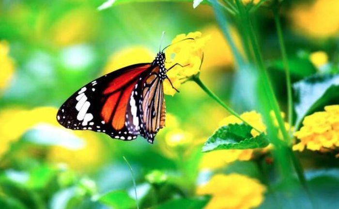 Nhờ tinh thần cầu tiến cùng khả năng xây dựng các mối quan hệ bền vững, người sinh vào ngày mùng 6 Âm lịch được kỳ vọng sẽ từng bước tạo dựng cuộc sống ổn định và sung túc hơn. Ảnh minh họa