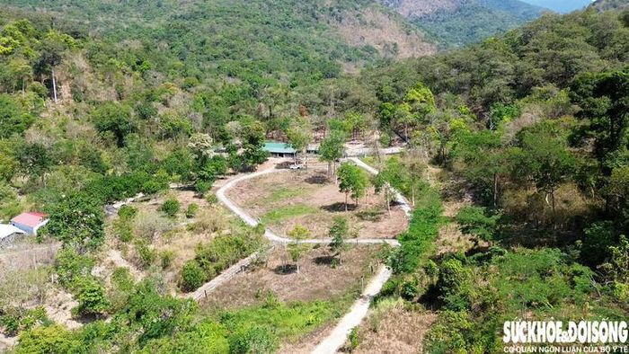 Quang cảnh nơi đàn bò tót lai quý hiếm đang sinh sống, ăn nghỉ. Ảnh: Duy Ngọc.