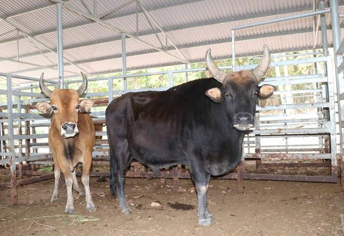 Đàn bò tót lai phát triển khỏe mạnh. Ảnh: Duy Ngọc.