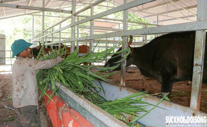 Mỗi ngày, có một nhân công trực tiếp đảm nhận việc chăm sóc, cho ăn và quản lý đàn bò tót lai quý hiếm. Ảnh: Duy Ngọc.