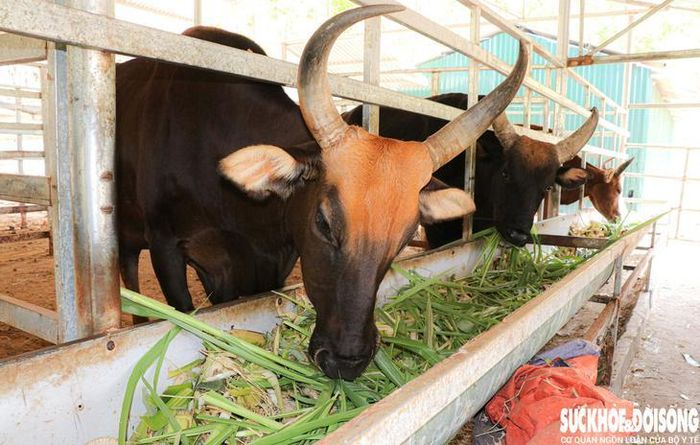 Đàn bò tót lai quý hiếm được Ban Quản lý VQG Núi Chúa - Phước Bình chăm sóc, bồi bổ đặc biệt nhằm bảo đảm sức khỏe, phục vụ công tác bảo tồn và tham quan của du khách. Ảnh: Duy Ngọc.