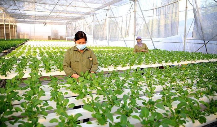 Hà Nội hiện có hơn 400 mô hình nông nghiệp đa giá trị.