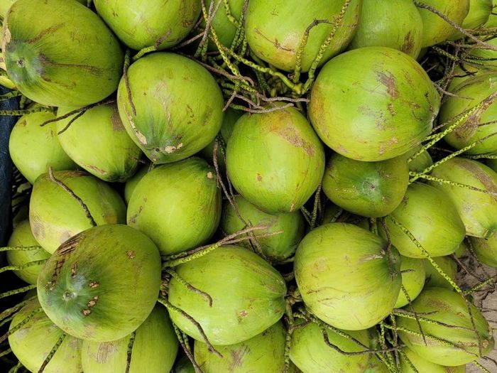 Ngành dừa có nhiều dư địa phát triển. Ảnh: An Hà.