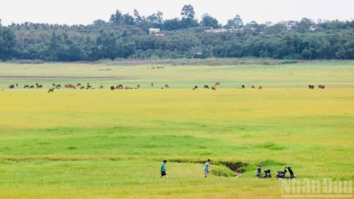 Đáy hồ mùa nước cạn trở thành thảo nguyên xanh thuộc xã Thống Nhất, thành phố Đồng Nai.